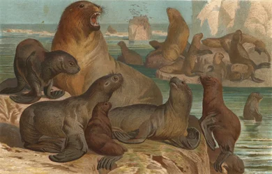Maned Seal